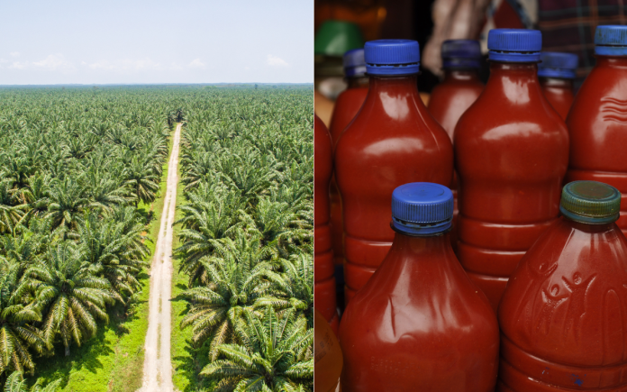 palm oil in africa